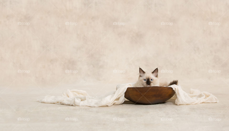 seal point kitten in a wooden bowl