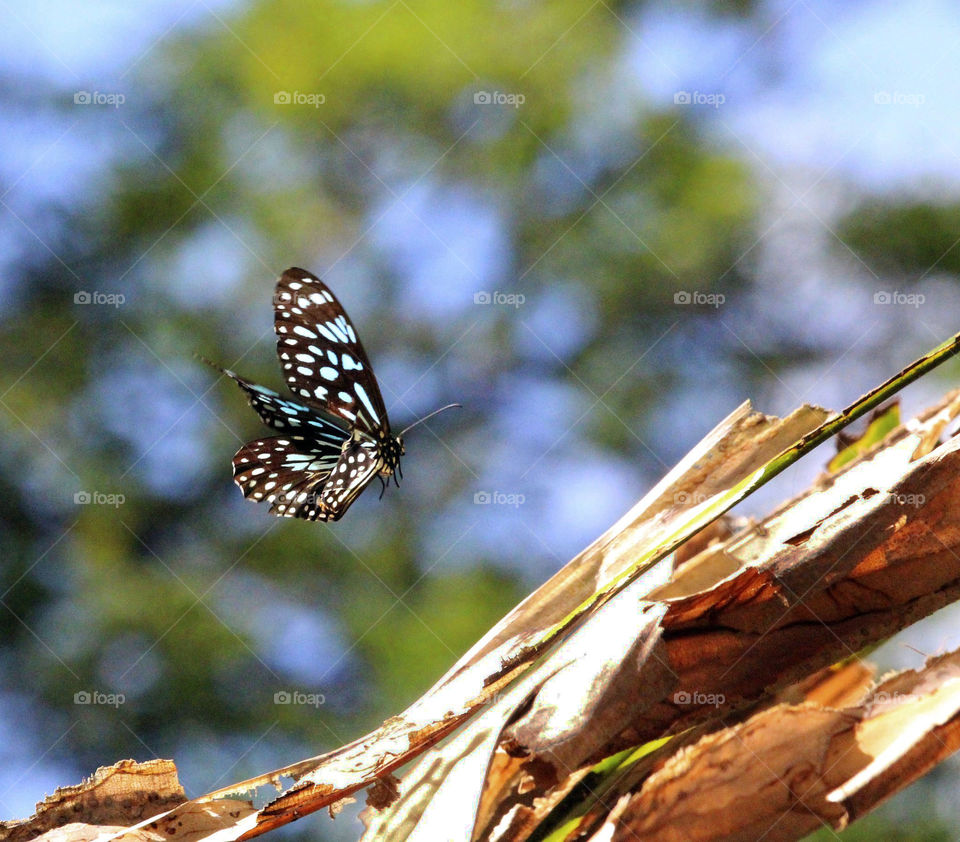 A blue tiger butterfly in the Palmetum. Townsville, Australia