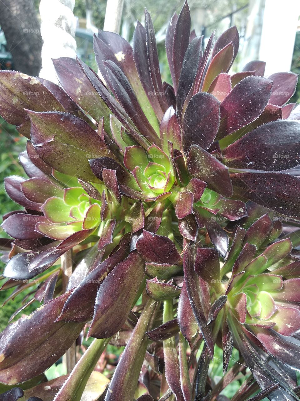 well this one of the strangest flowers in my garden i like it beacause its very different looks like its out of this world being dark colour and looks like the light is coming from within!