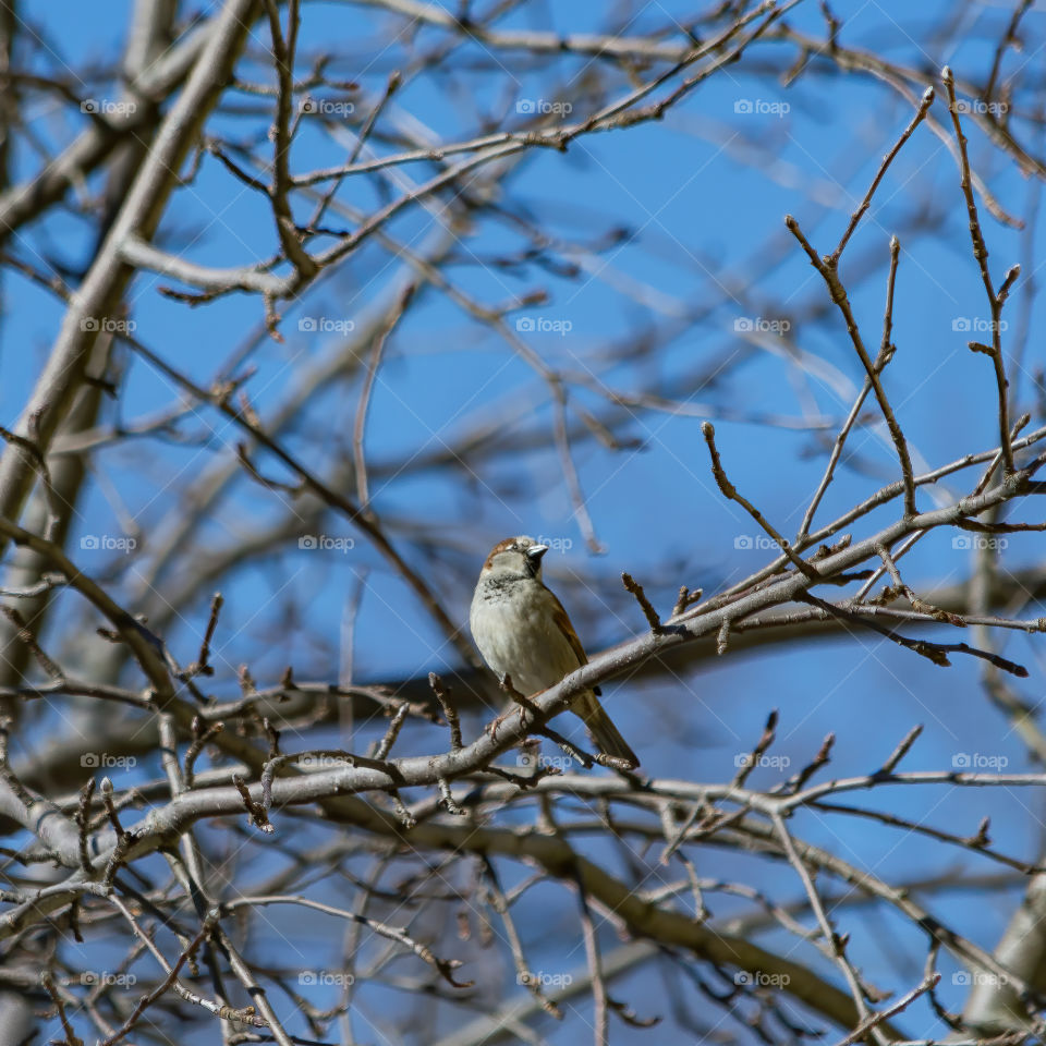A bird on a tree by my place in Massachusetts. 