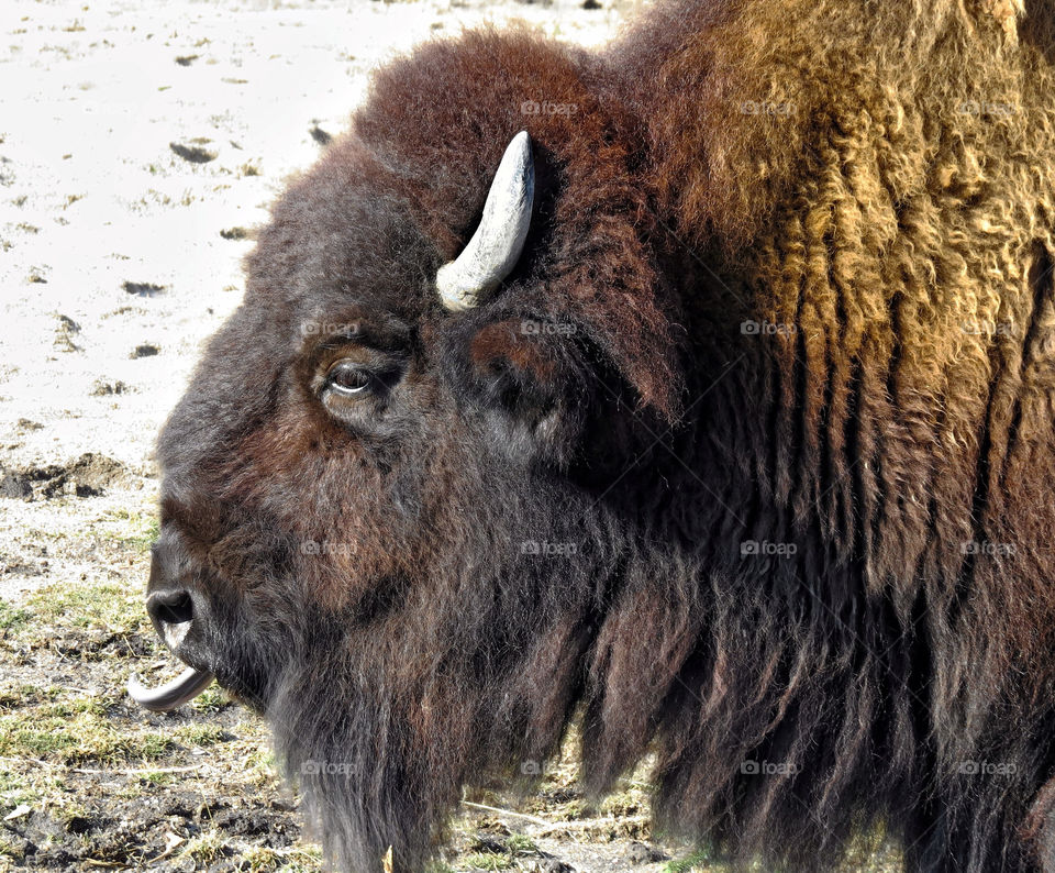 Bison in Snow