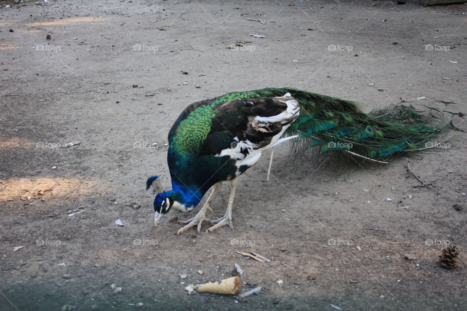 peacock