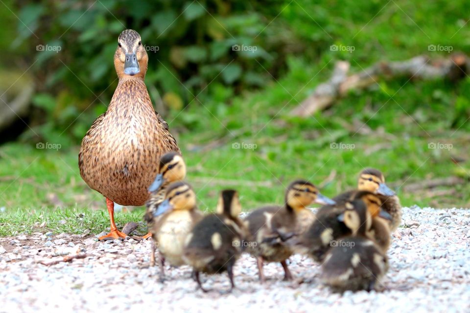 Mother duck watching the young ducklings ;)