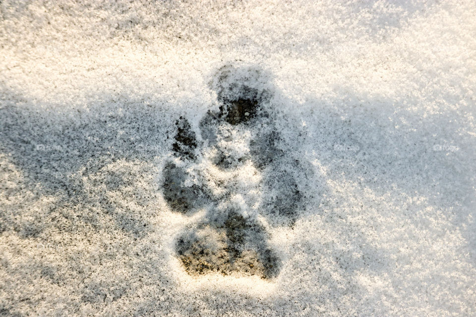 Paw print in the Snow