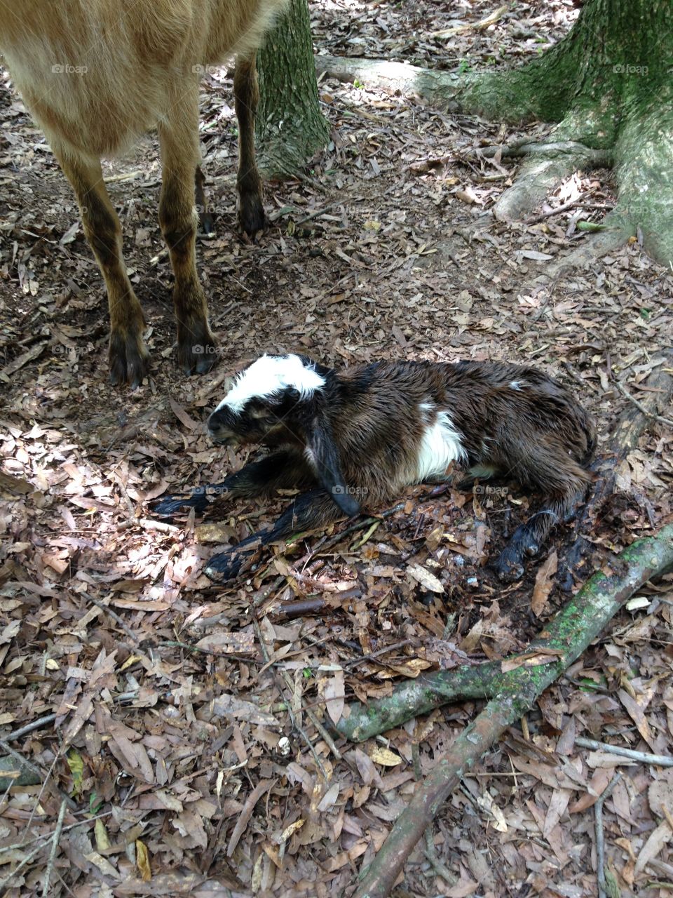 Newborn goat