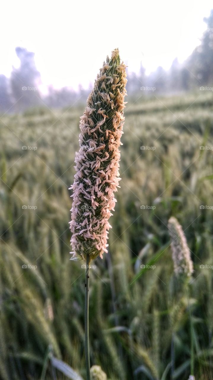 beauty with light in morning