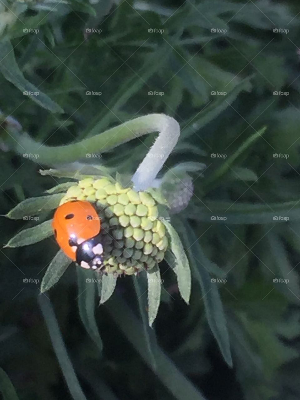 Macro ladybug 