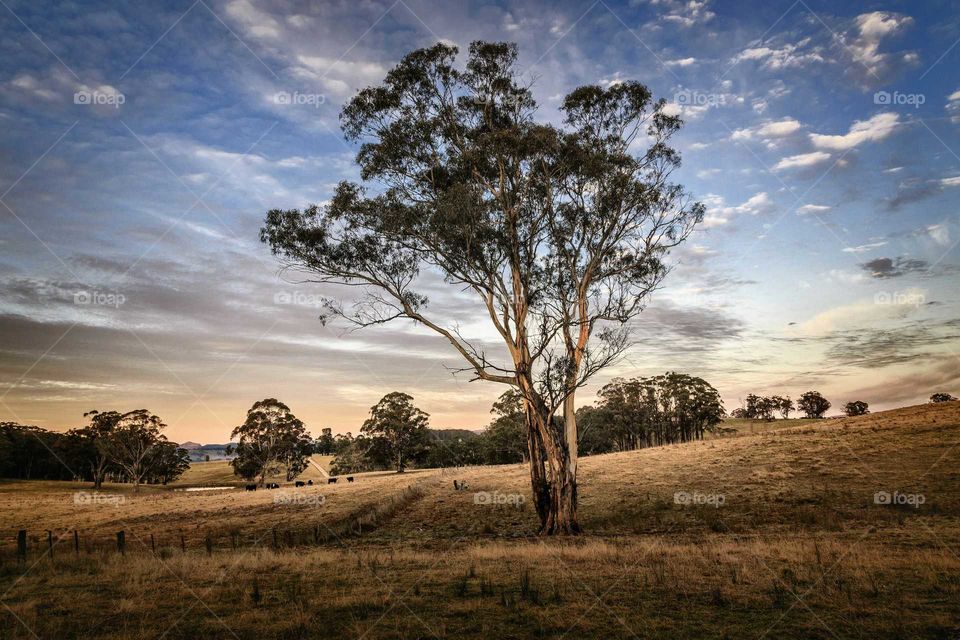 Tall eucalyptus at sunrise.. Tall eucalyptus tree stood on morning sunrise in Megalong Valley.