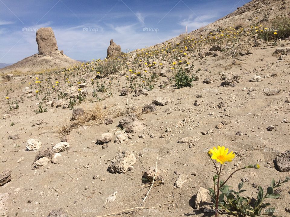 Flower in the desert 