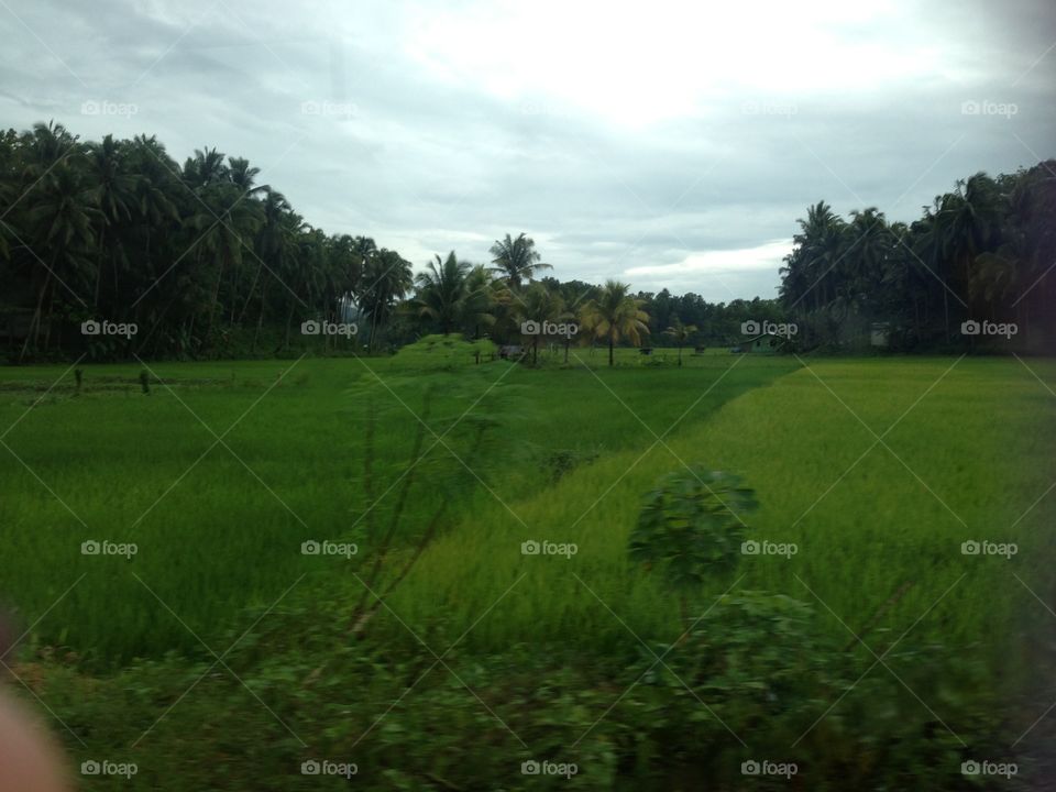 Landscape, No Person, Tree, Grass, Golf