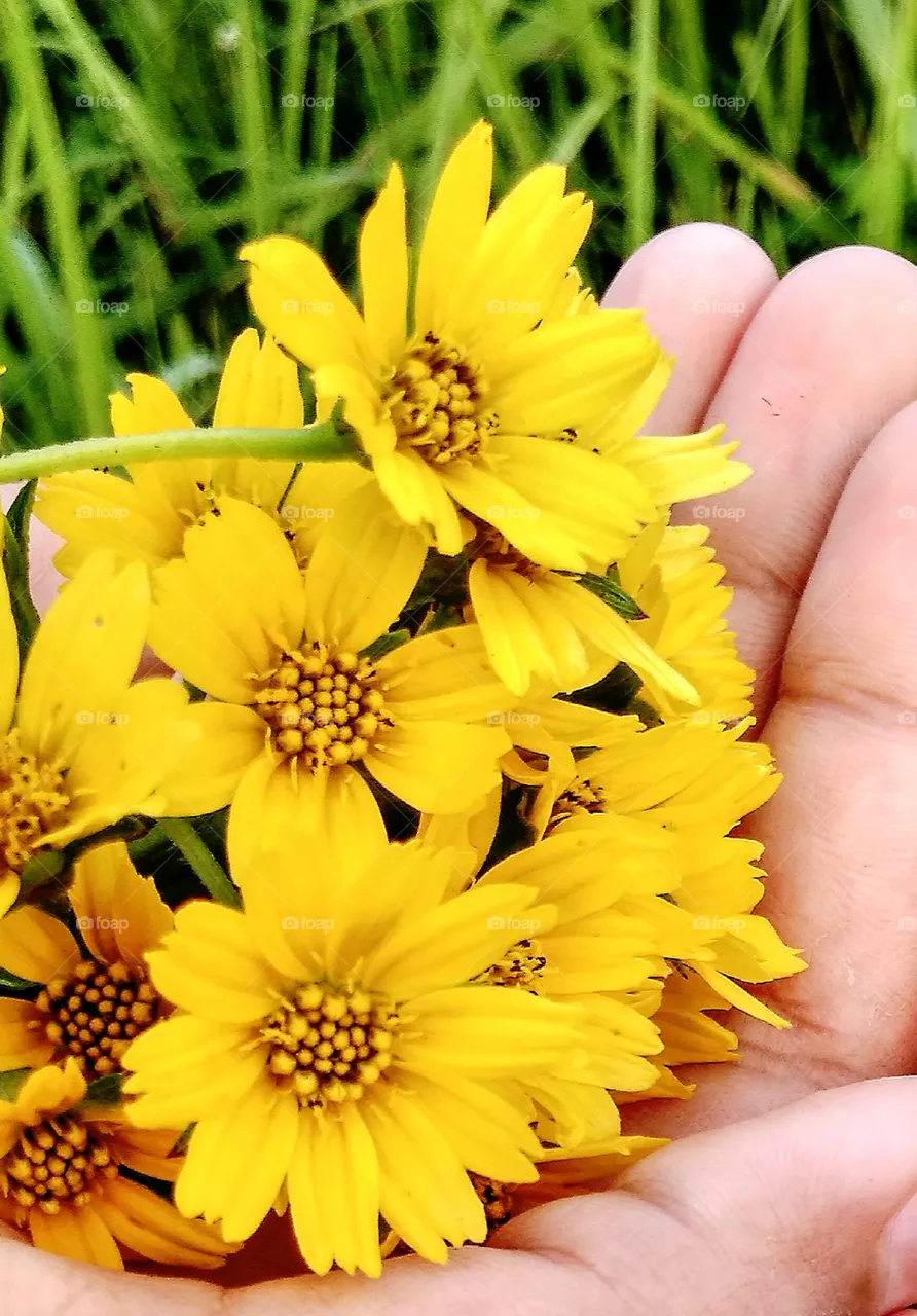 flower