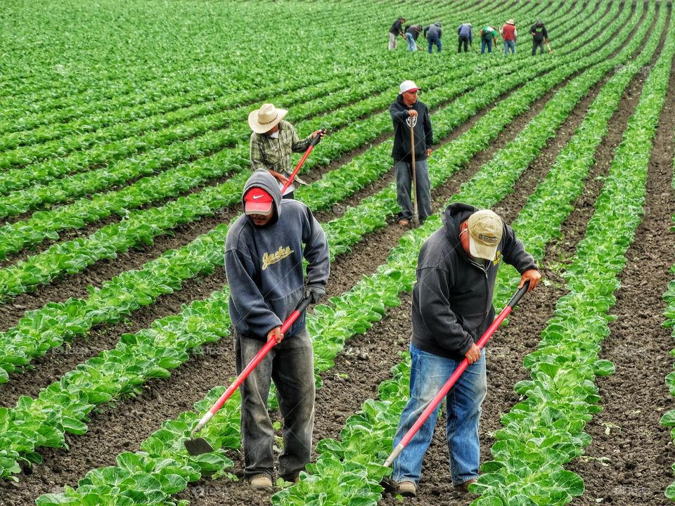 California Farm Workers