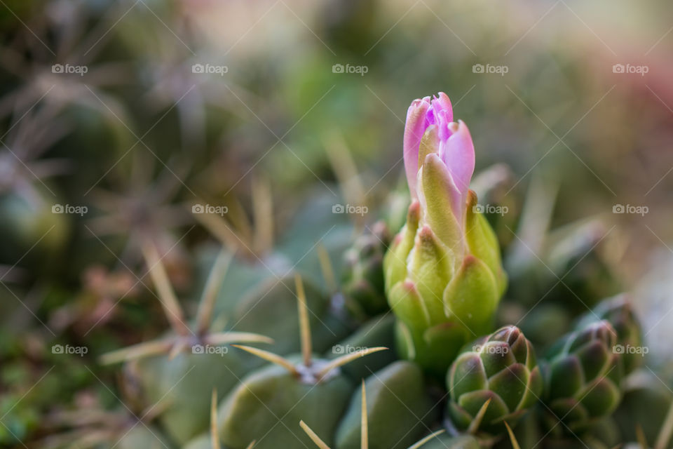 cactus bud