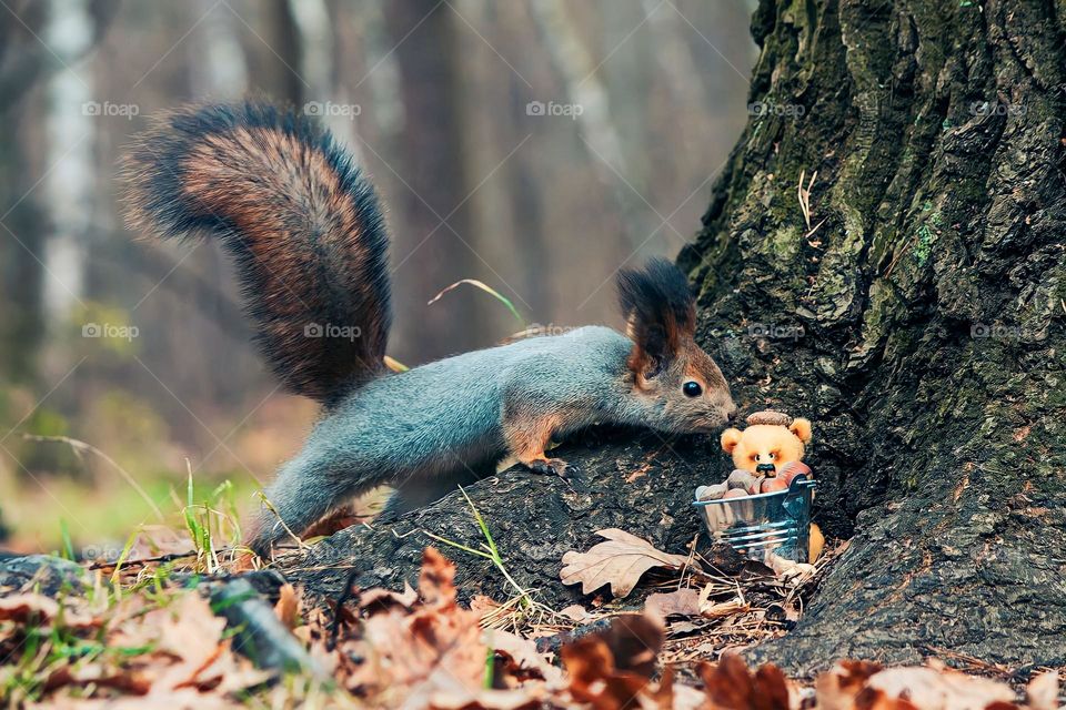 Close-up of a squirrel approaching a small teddy bear sitting in a mini basket at the foot of a tree