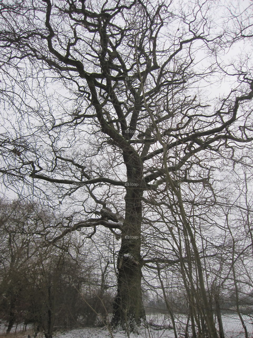 Tree, Landscape, Branch, Wood, Trunk