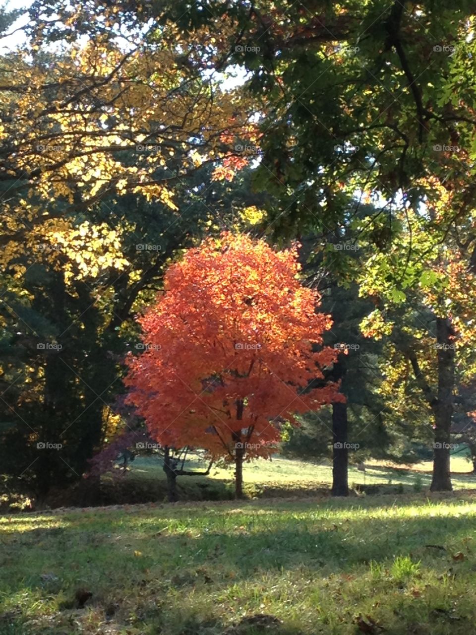 Stand Out . Full foliage in Valley Forge Park. autumn colors ablaze against a verdant background.