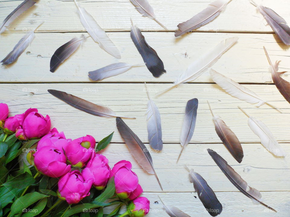 pink peony flowers and pigeon feathers on a white background