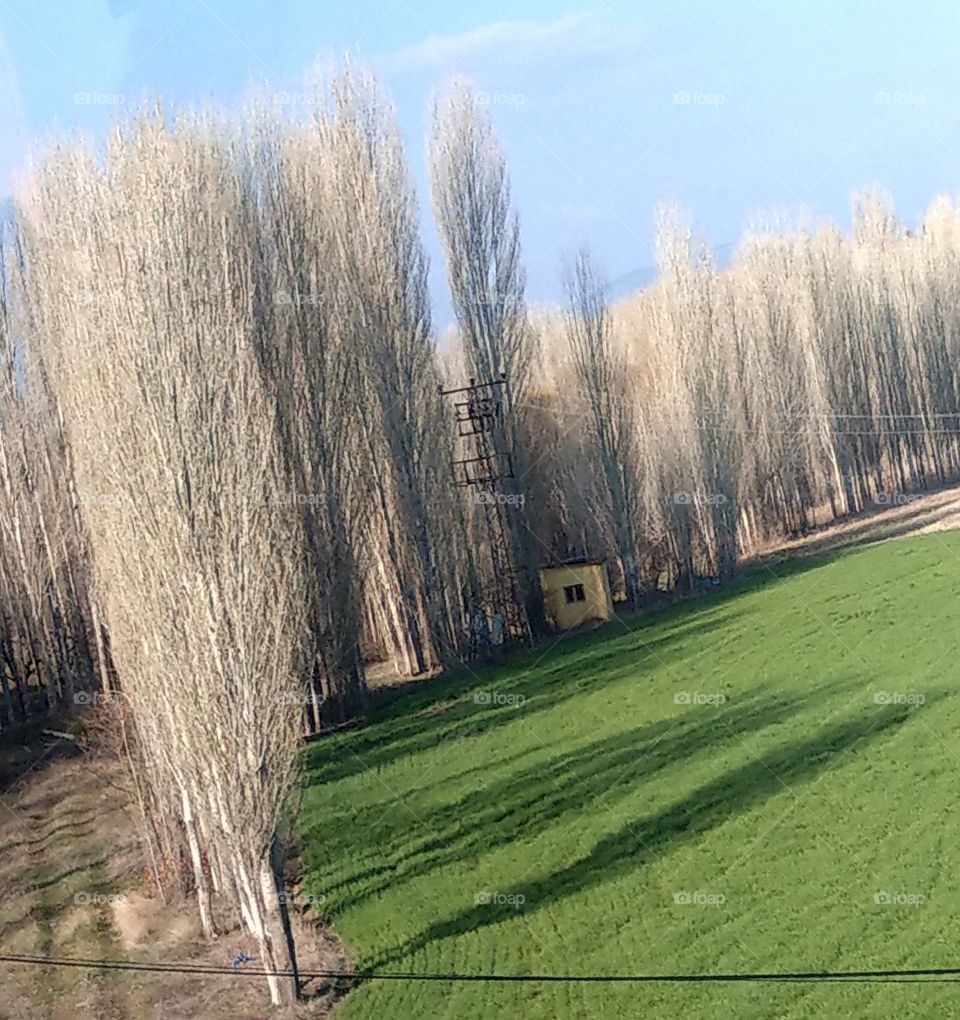 a row of white poplar trees with the green field in the countryside, so beautiful. poplar is a valuable and useful plant to farmers.