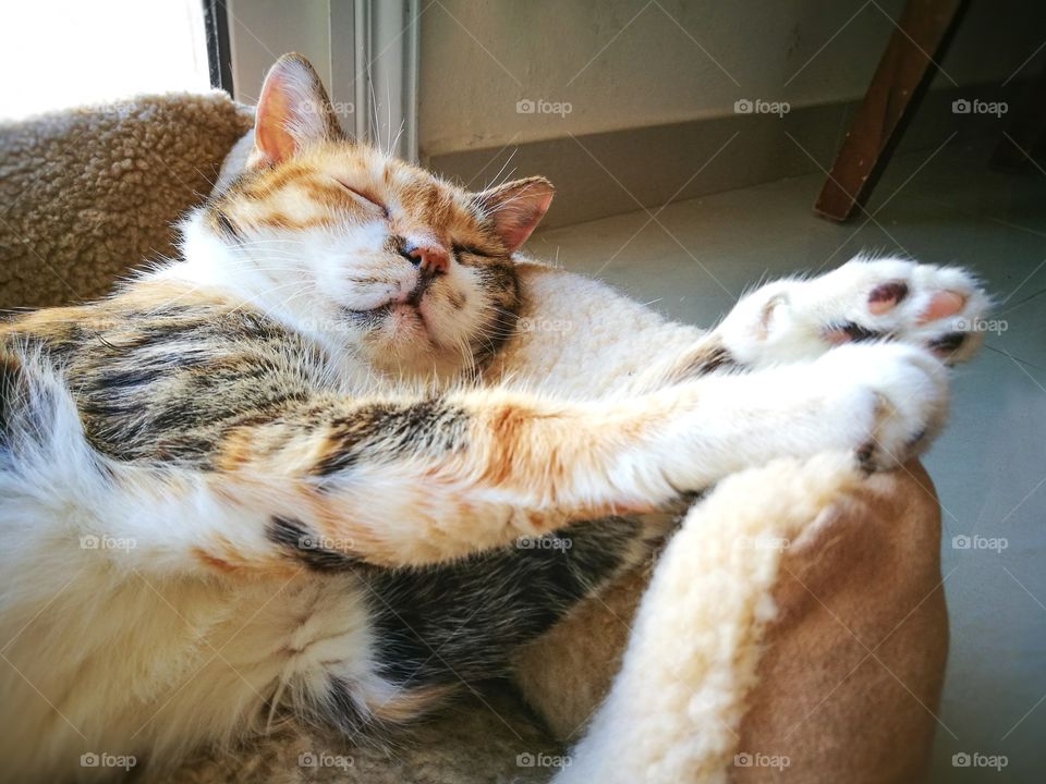 Cat sleeping in a cat bed