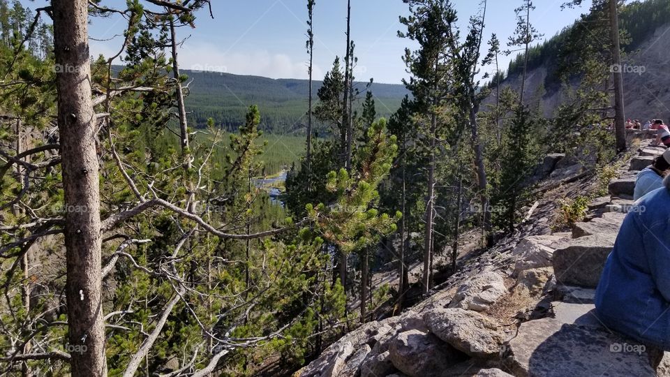 Beautiful Back Woods