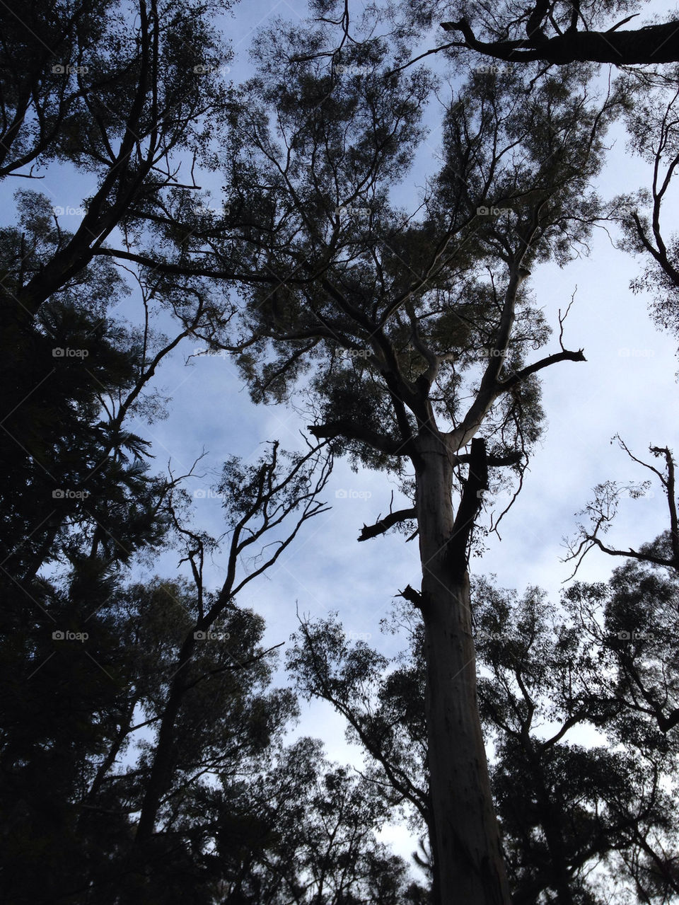 sky tree forest tall by splicanka