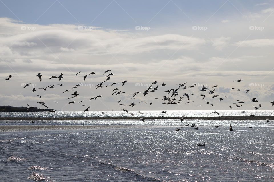 Flock of seagulls 