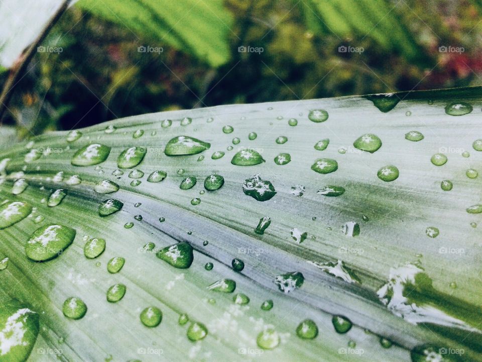 Rain drops