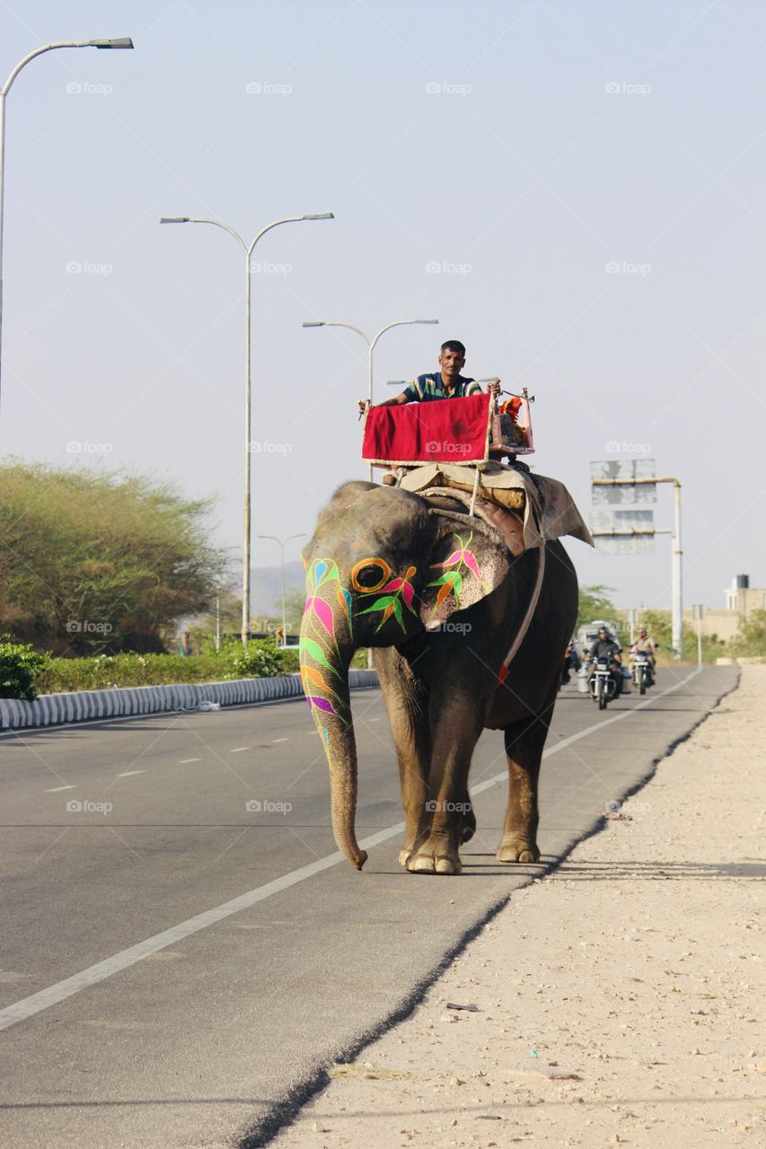 Elephants are mammals of the family elephantidae and the largest existing land animals 