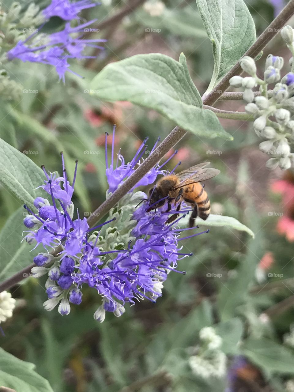 Purple flowers being pollinated by a tiny honey bee