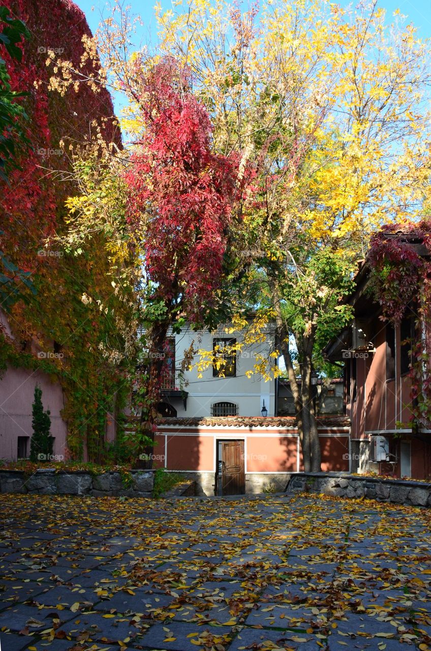 Autumn City Landscape