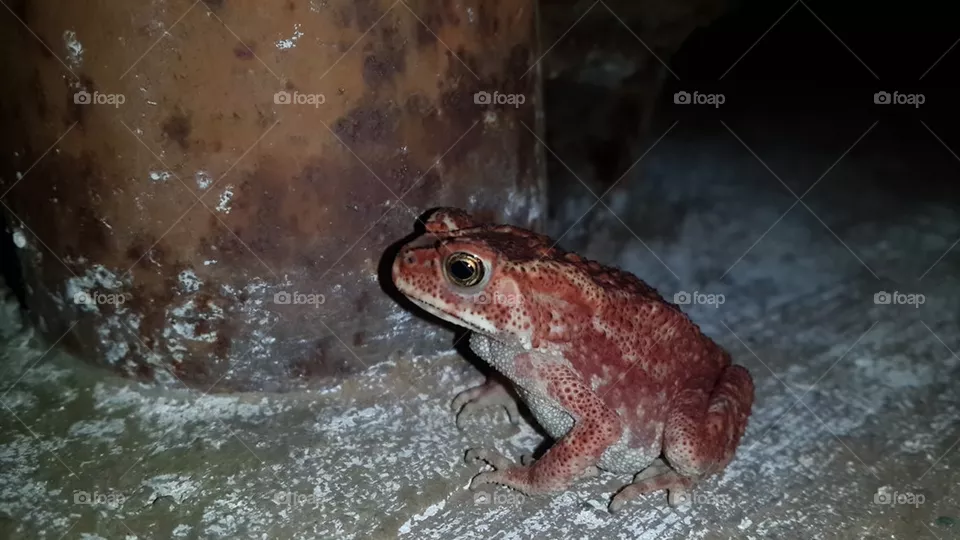 frog
