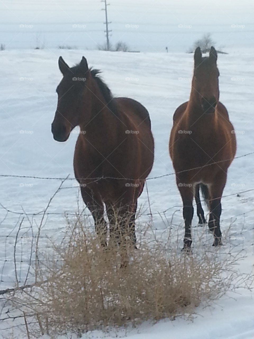Mammal, Cavalry, Horse, Winter, Snow