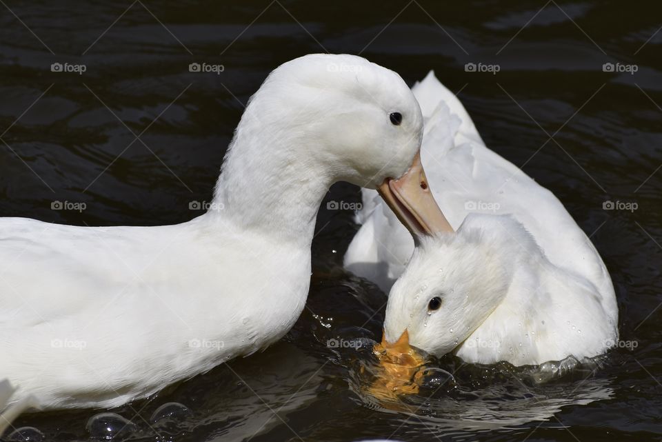 White Ducks