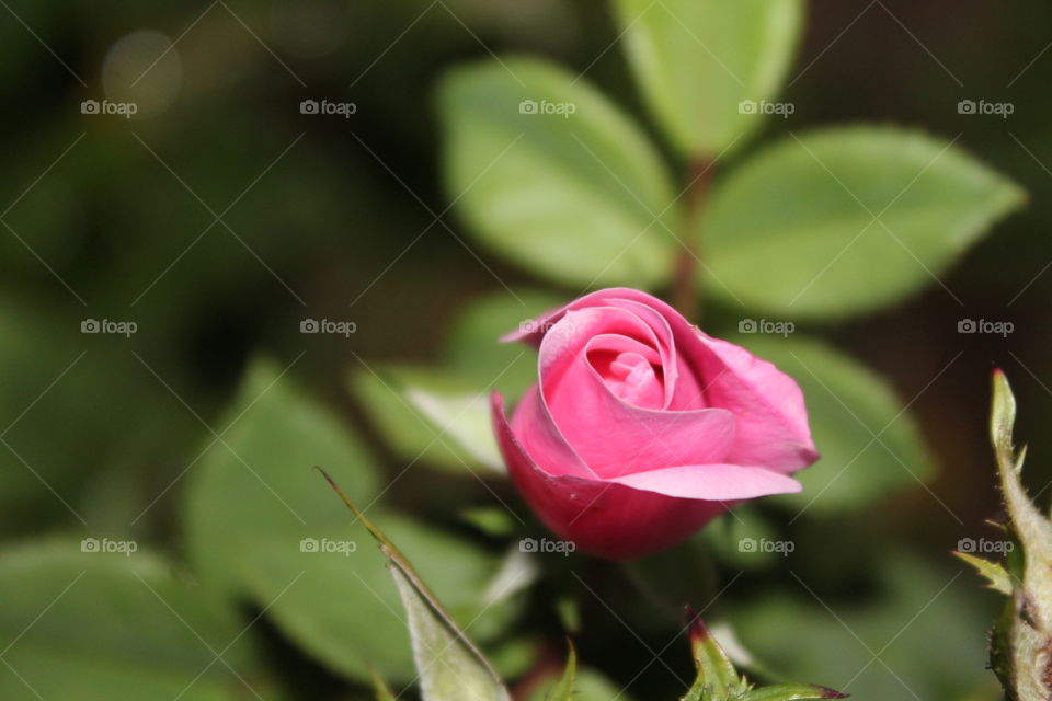 Miniature pink rose in garden 