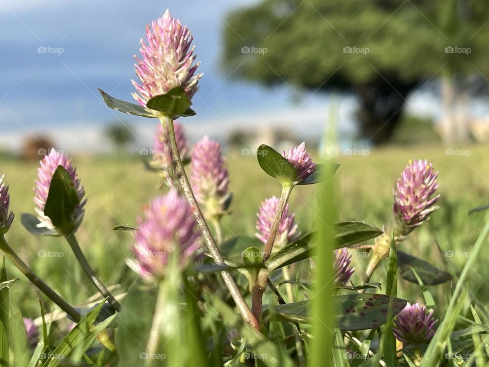 Small pink flowers in the middle of the grass in a park…