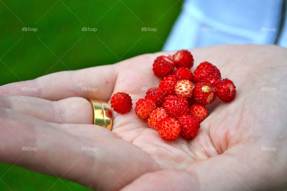 landscape forest strawberries berries by jockec4