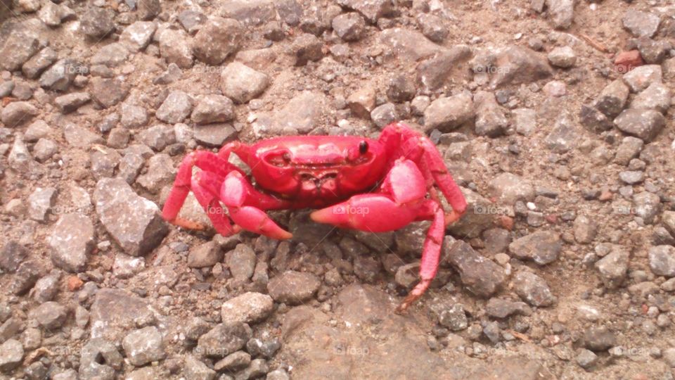 One Eye Red Crab