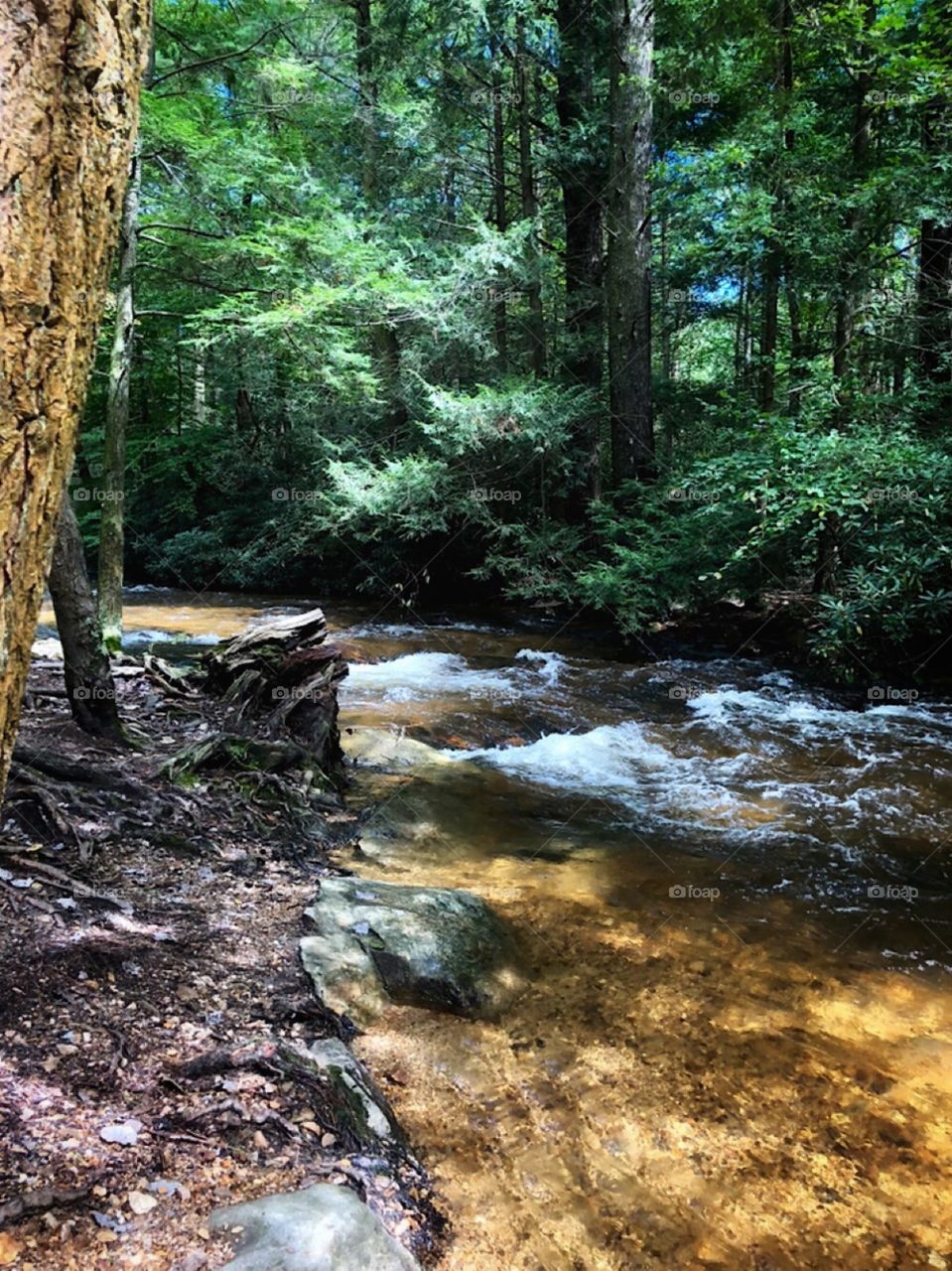 Caledonia Park Pennsylvania hiking trail 