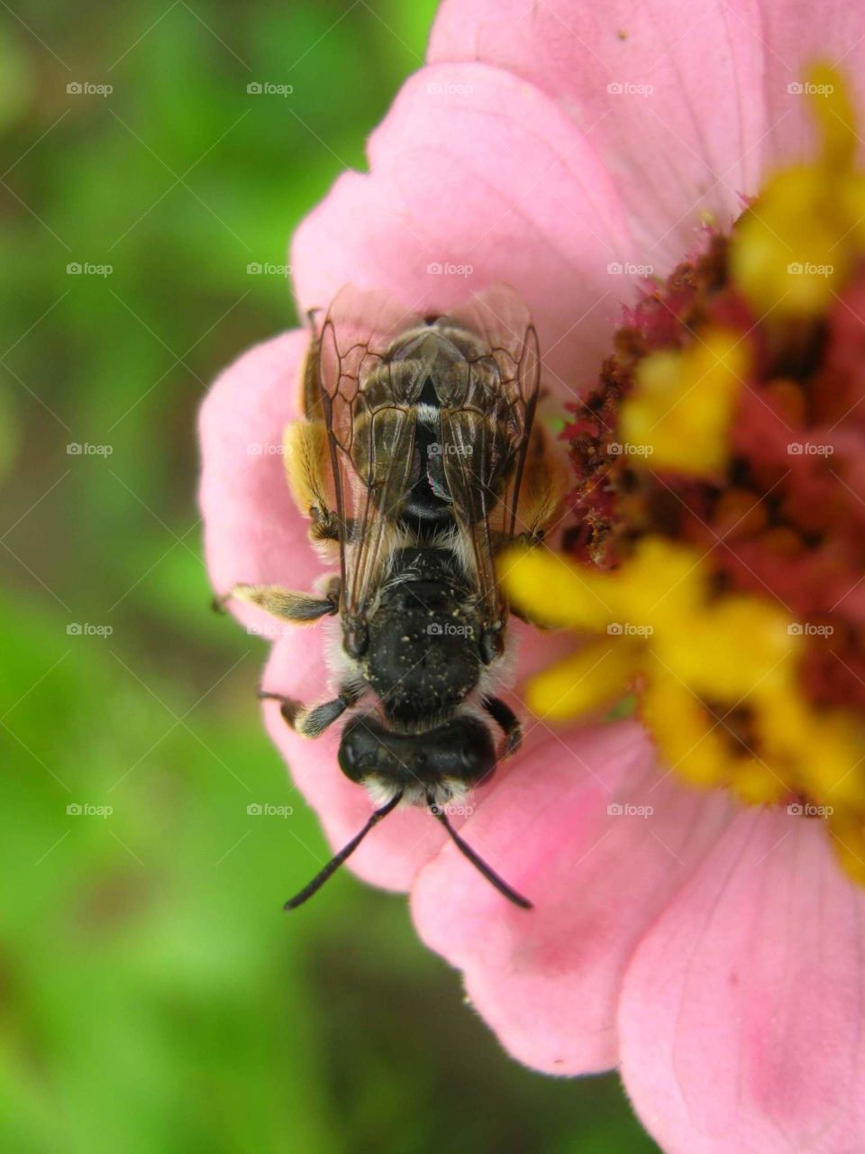 Bee