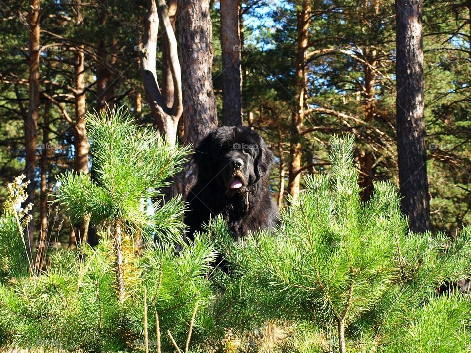 Ньюфаундленд