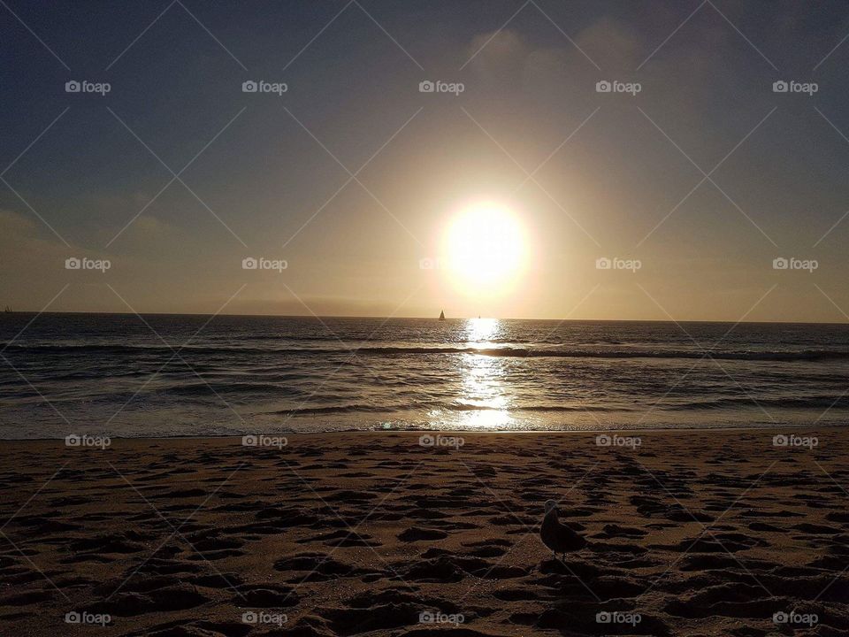 Venice beach with bird