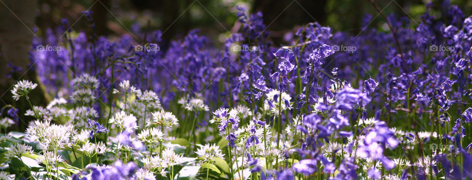 Bluebell wood