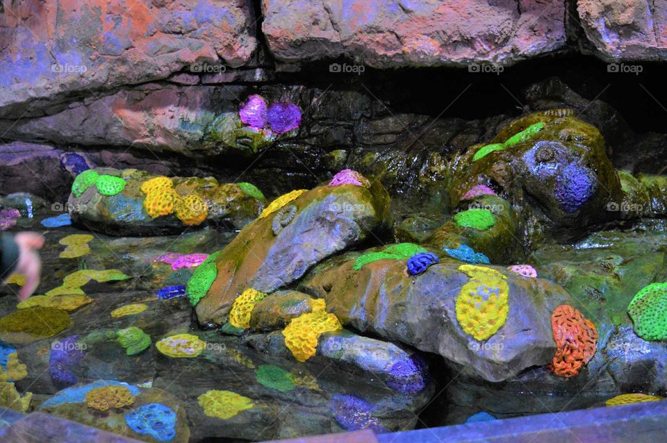 Coral reef in the Aquarium in Birmingham, UK