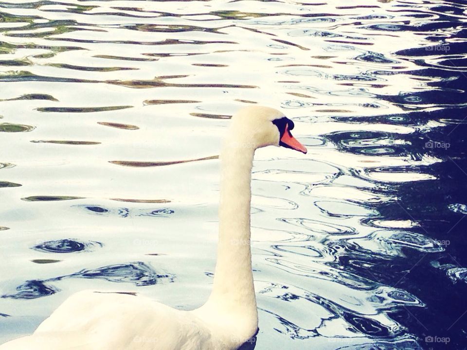 White Swan