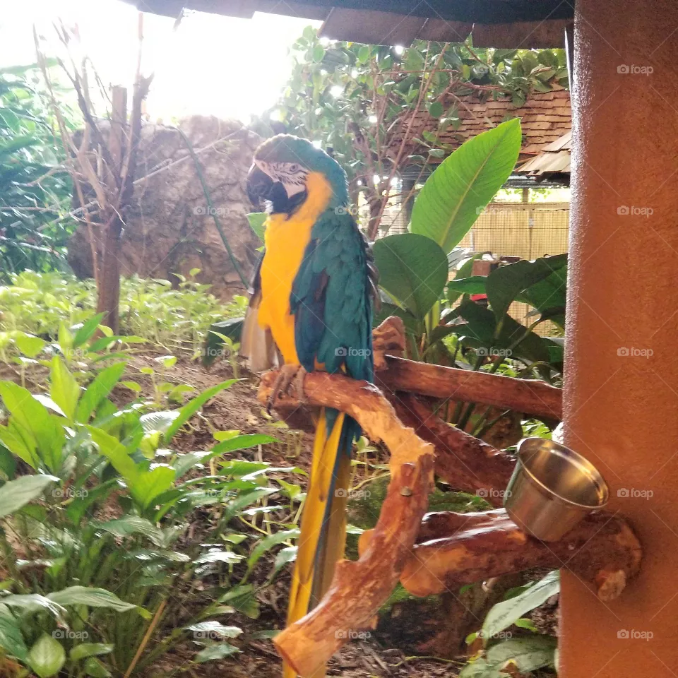 Blue Parrot