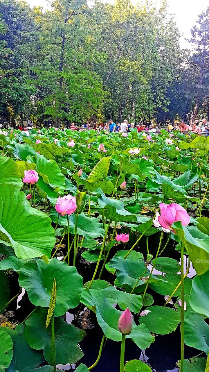 waterlilies of Baile Felix, Romania