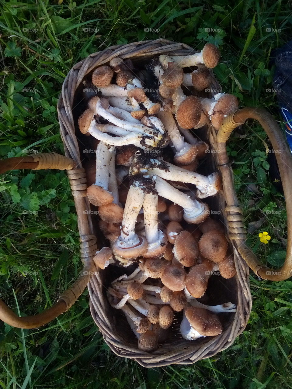 Mushrooms 
