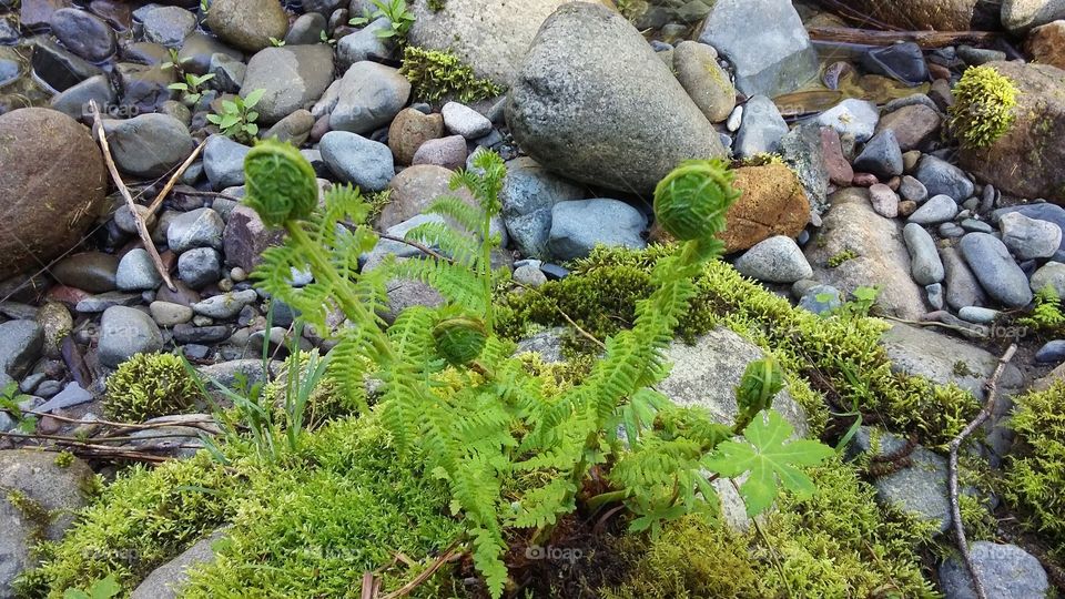 beautiful green plant growing on the river