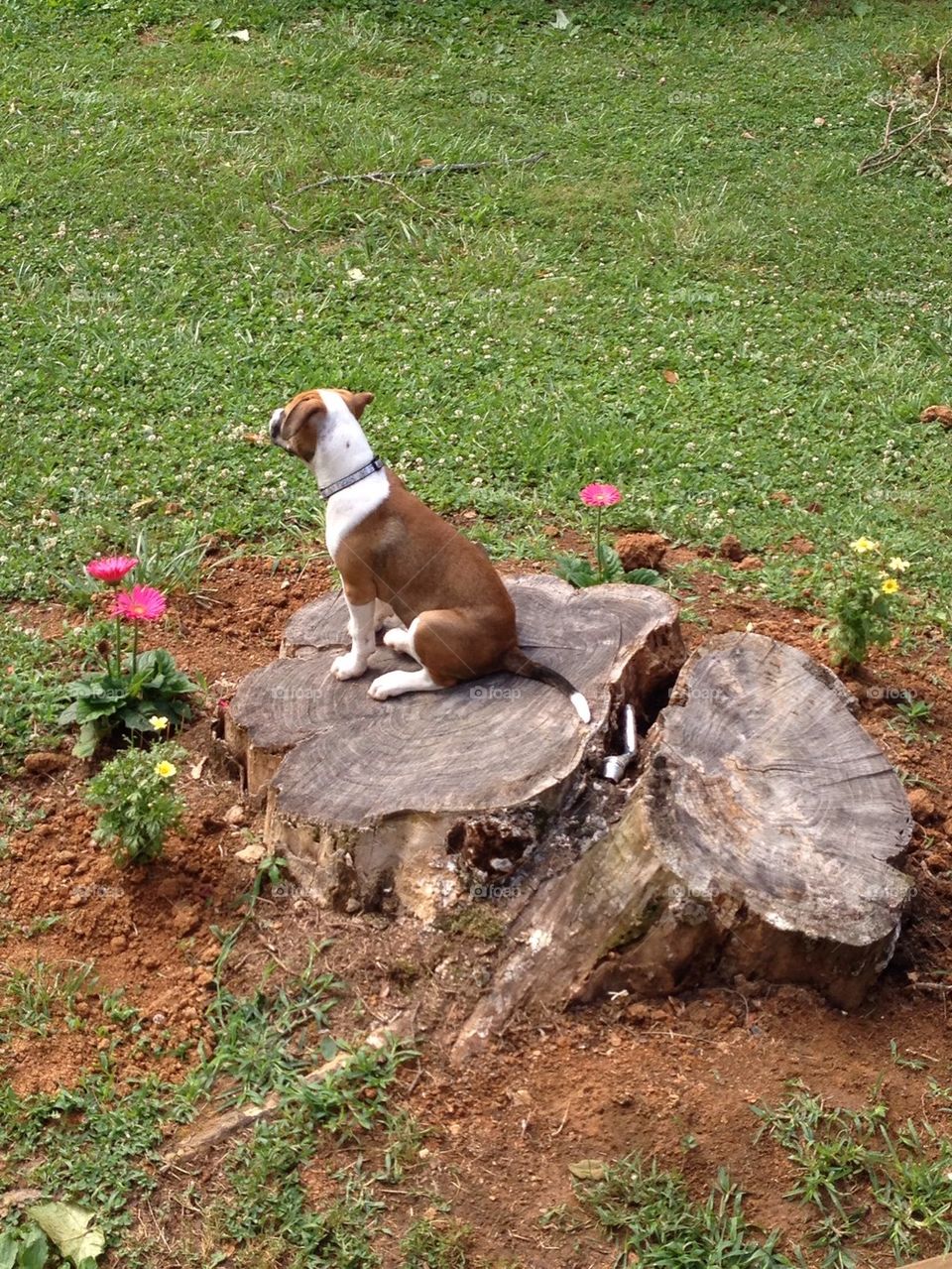 Dog on a stump