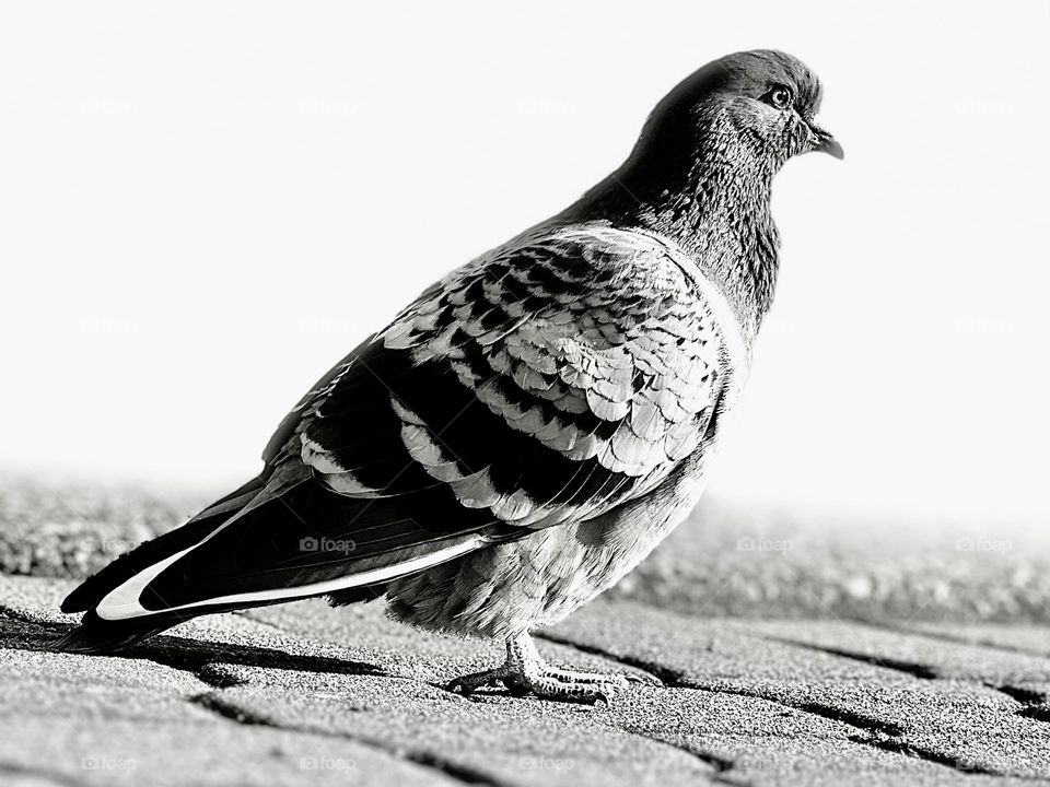 Pigeon 